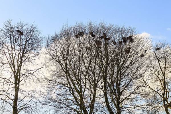 Вороньи гнезда на деревьях фото