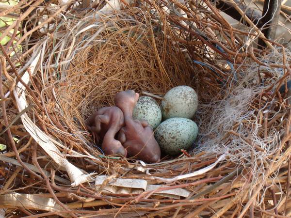 Новорожденные птенцы ворона фото