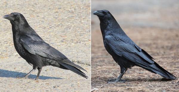 Черная ворона и обыкновенный ворон фото