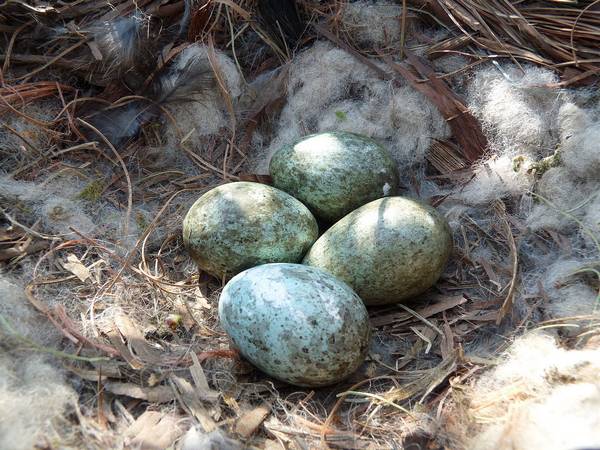 Яйца черной вороны фото (лат. Corvus corone)