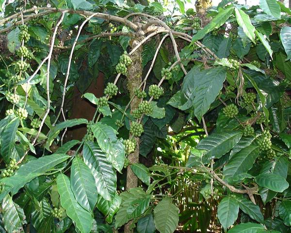 Кофе конголезский (робуста) фото (лат. Coffea canephora, син. Coffea robusta)