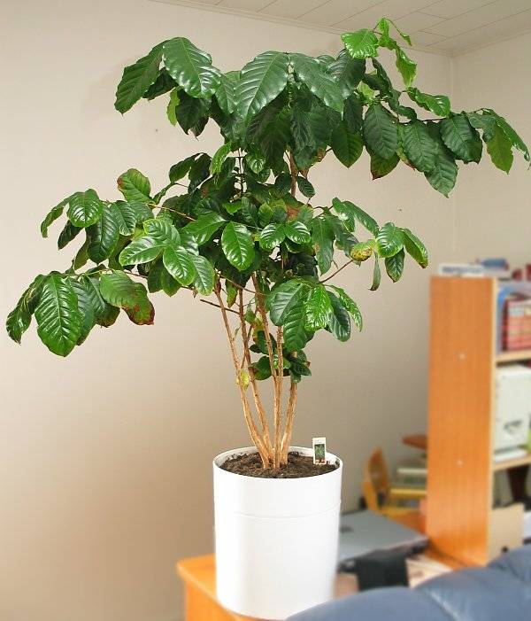 Кофейное дерево в домашних условиях фото