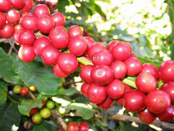 Красные ягоды арабики фото (лат. Coffea arabica)