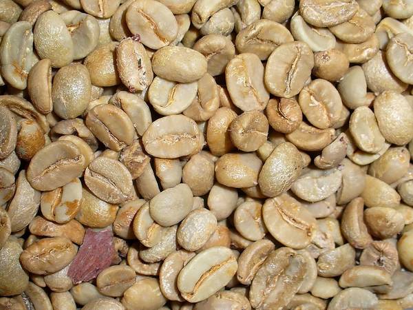 Сырые (необжаренные) кофейные зерна арабики фото (лат. Coffea arabica)