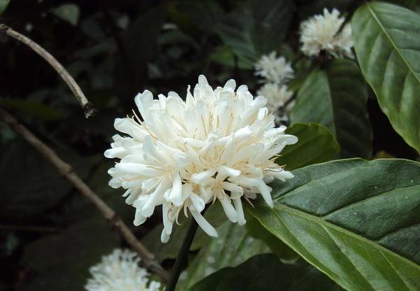 Цветы кофе робуста фото (лат. Coffea canephora, син. Coffea robusta)
