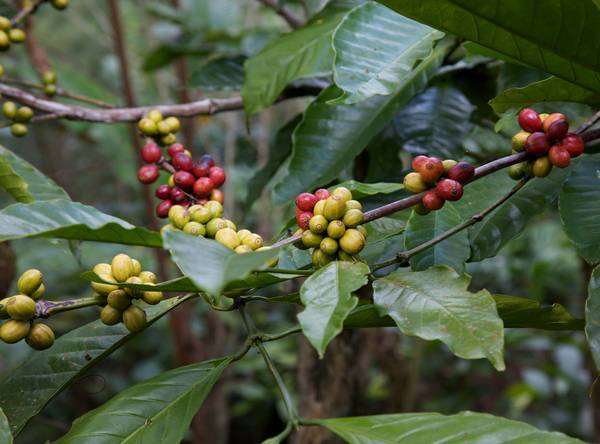 Ягоды камерунского кофе фото (лат. Coffea charrieriana)