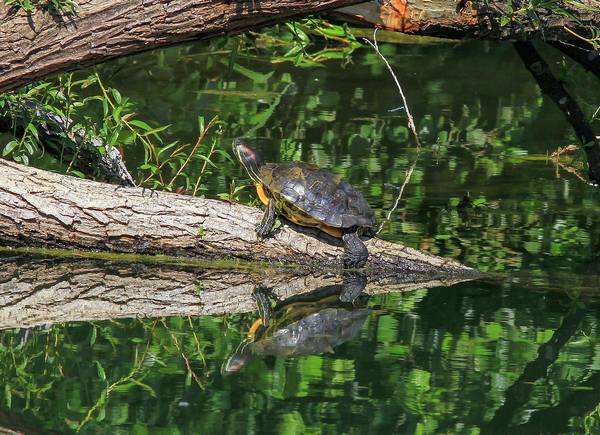 Красноухая пресноводная черепаха в дикой природе фото (лат. Trachemys scripta elegans)