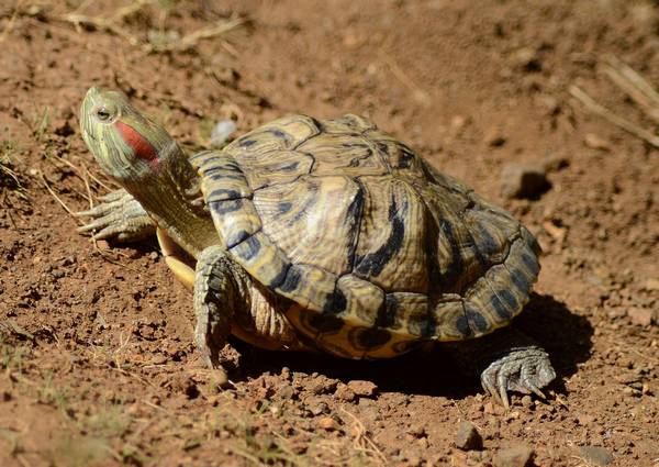 Красноухая пресноводная черепаха фото (лат. Trachemys scripta elegans)