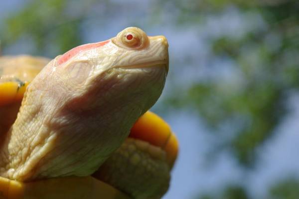 Красноухая черепаха альбинос фото (лат. Trachemys scripta elegans)