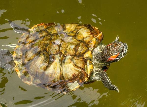 Красноухая черепаха в реке фото (лат. Trachemys scripta elegans)