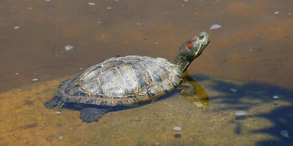 Красноухая черепаха фото (лат. Trachemys scripta elegans)