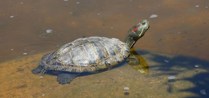 Красноухая черепаха фото (лат. Trachemys scripta elegans)