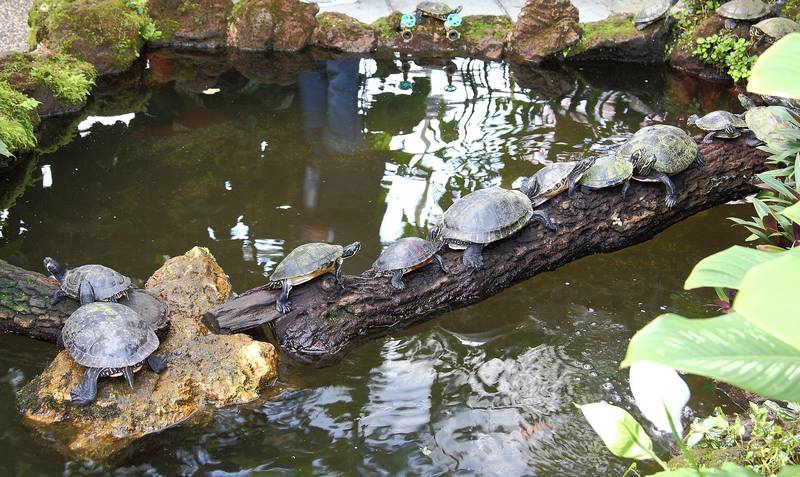 Красноухие пресноводные черепахи в дикой природе фото (лат. Trachemys scripta elegans)