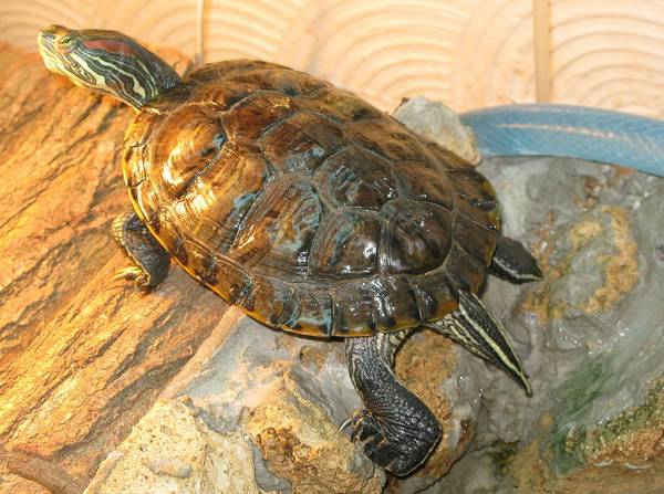 Панцирь флоридской черепахи (вид сверху) фото (лат. Trachemys scripta elegans)