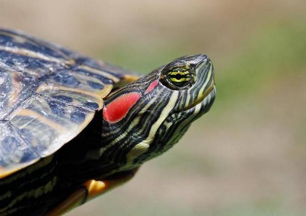 Пятна на голове красноухой пресноводной черепахи фото (лат. Trachemys scripta elegans)