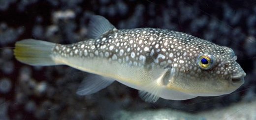 Рыба фугу фото (лат. Takifugu poecilonotus)