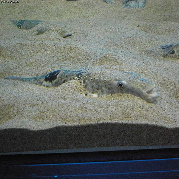 Такифугу в песке на дне аквариума фото (лат. Takifugu rubripes)