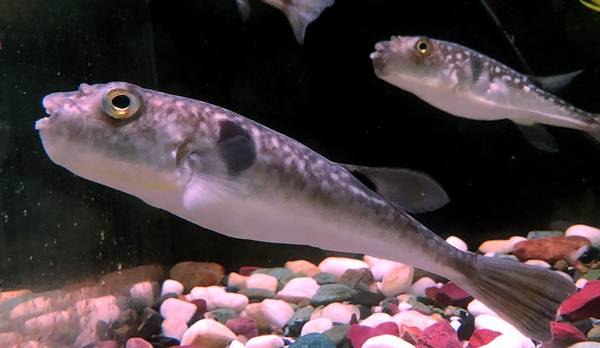 Ядовитая рыба фугу фото (лат. Takifugu porphyreus)