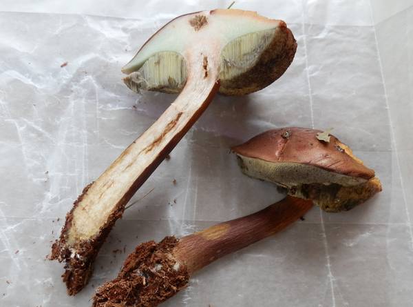 Мякоть польского гриба (Boletus badius, Imleria badia) Мякоть польского гриба фото (Boletus badius, Imleria badia)