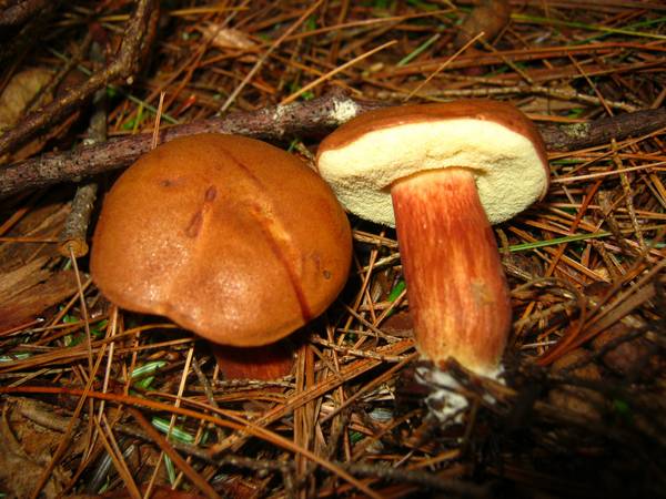 Молодое плодовое тело польского гриба фото (Boletus badius, Imleria badia)