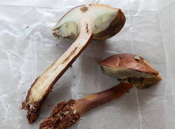 Мякоть польского гриба фото (Boletus badius, Imleria badia)