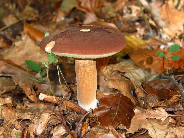 Польский гриб (Boletus badius, Imleria badia) в лесу фото