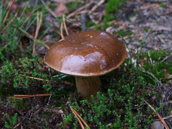 Польский гриб в лесной подстилке фото (Boletus badius, Imleria badia)
