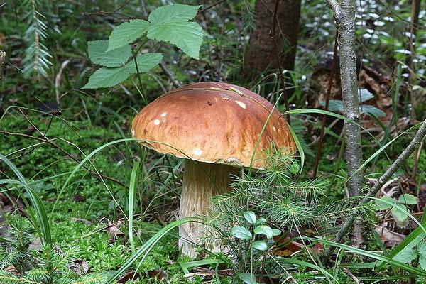 Старый польский гриб фото (Boletus badius, Imleria badia)