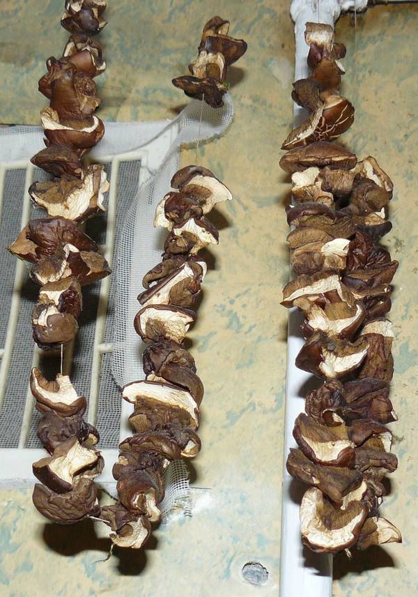 Сушеные польские грибы фото (Boletus badius, Imleria badia)