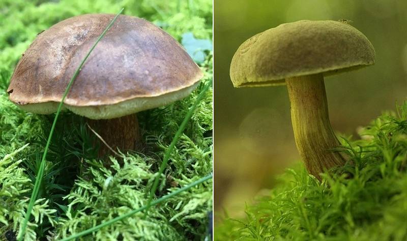 Чем отличается польский гриб (Boletus badius, Imleria badia) от моховика зеленого (Xerocomus subtomentosus) фото