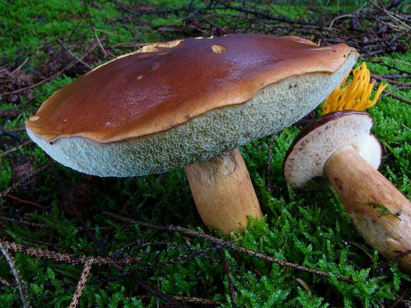 Шляпка польского гриба фото (Boletus badius, Imleria badia)