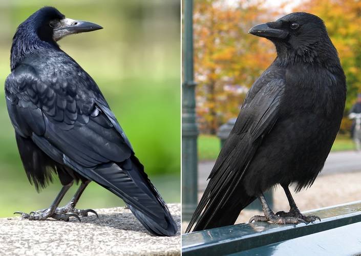 Грач (Corvus frugilegus) и чёрная ворона (Corvus corone) отличия фото