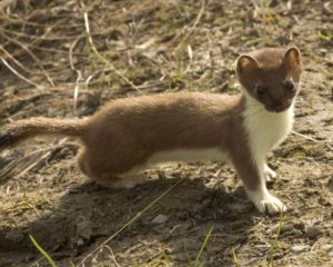 Горностай фото и описание где живет чем питается