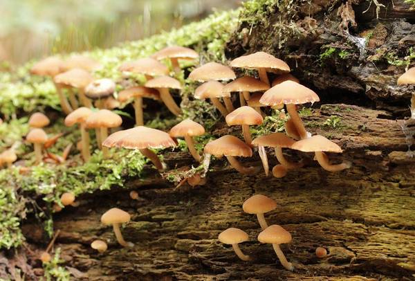 Водянистые ложные опята на пне фото (Psathyrella piluliformis)