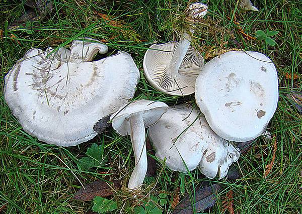 Говорушка выбеленная фото (Clitocybe dealbata)