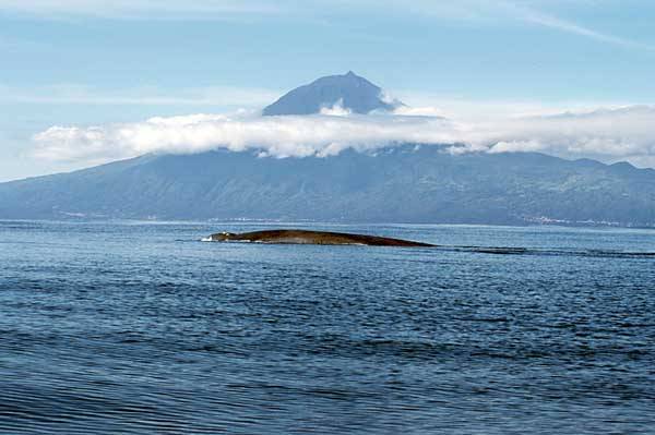 Голубой кит у Азорских островов (Balaenoptera musculus)