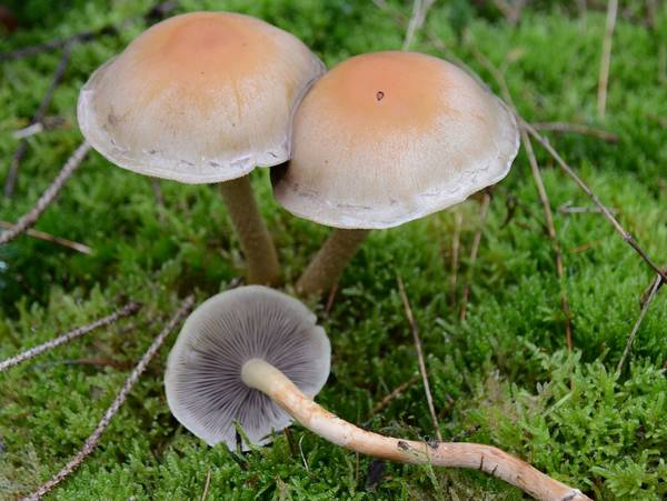 Ложноопенок серопластинчатый, гифолома маковая фото (Hypholoma capnoides)