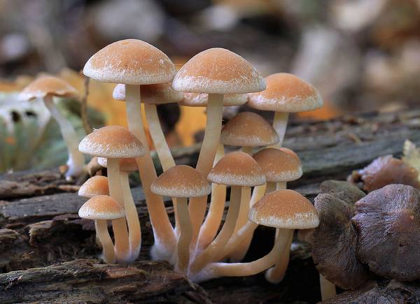 Ложноопята водянистые фото (Psathyrella piluliformis)