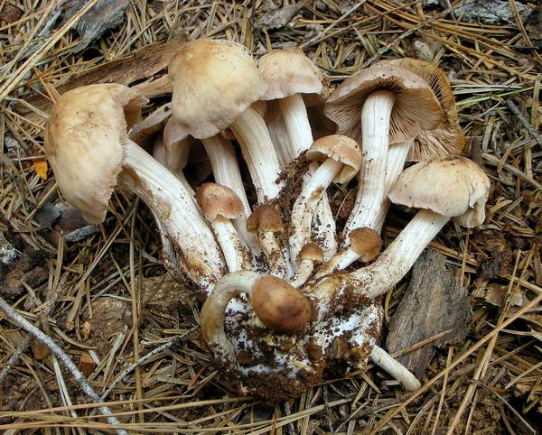 Ложные опята Psathyrella spadicea фото