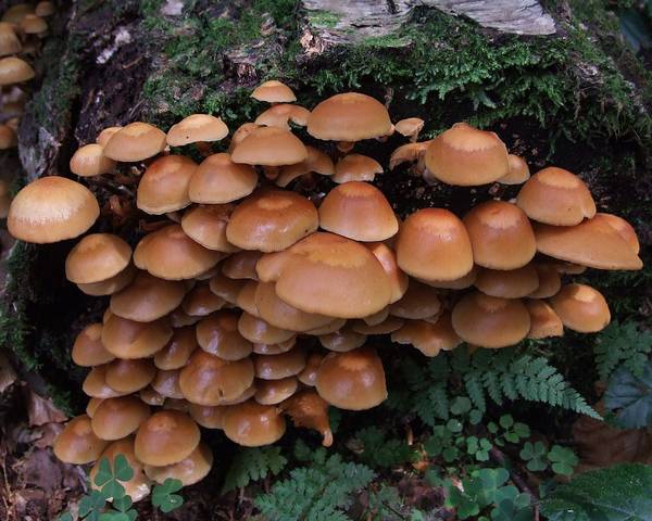 Ложный опенок водянистый, псатирелла водолюбивая фото (Psathyrella piluliformis)