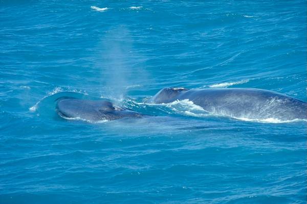 Мать и детеныш синего кита фото (Balaenoptera musculus)