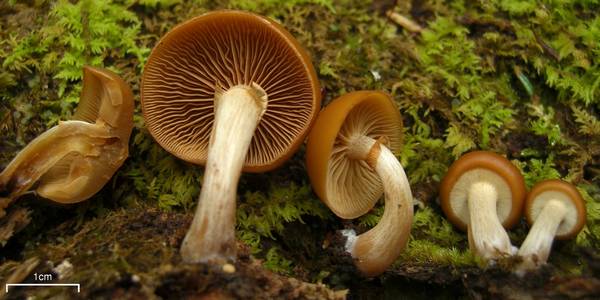 Мякоть галерины окаймленной фото (Galerina marginata)