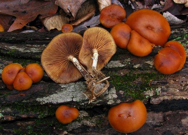 Ножка галерины окаймленной фото (Galerina marginata)