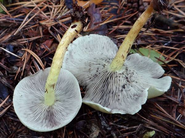 Ножка и гименофор ложноопенка серно-желтого фото (Hypholoma fasciculare)