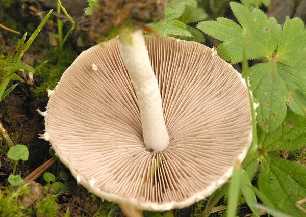 Ножка псатиреллы Кандолля фото (Psathyrella candolleana)