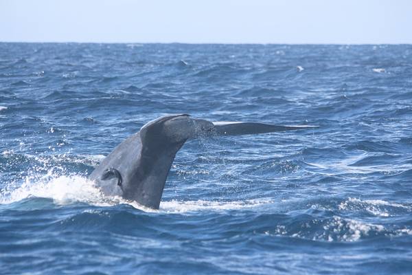 Ныряющий синий кит фото (Balaenoptera musculus)