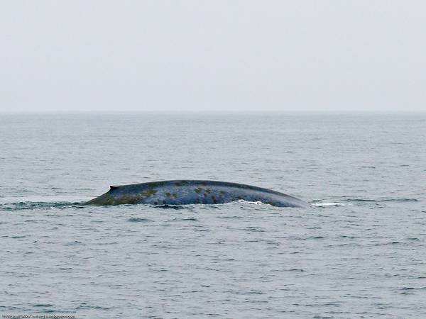 Паразиты на коже синего кита фото (Balaenoptera musculus)