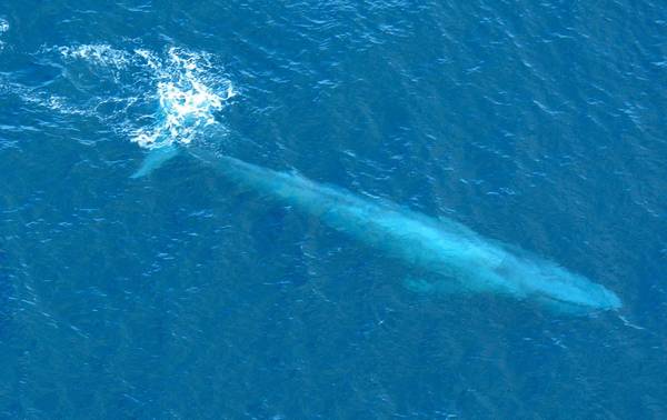 Синий кит в толще воды фото (Balaenoptera musculus)