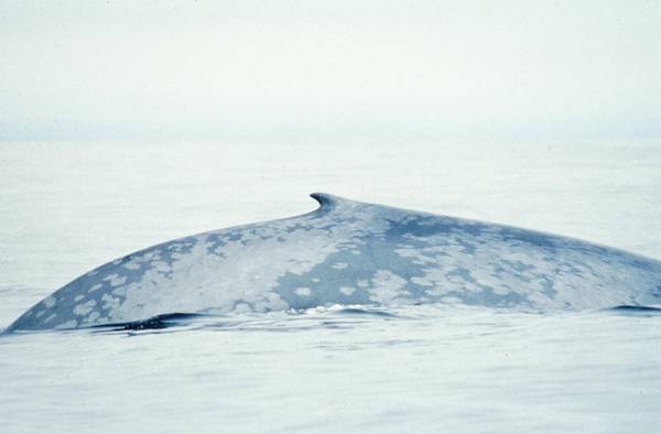 Спинной плавник синего кита фото (Balaenoptera musculus)