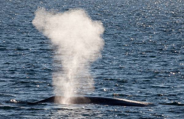 Фонтан синего кита фото (Balaenoptera musculus)